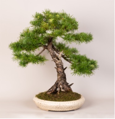 Zen.nl, Zen, meditatie, leren mediteren, Rients Ranzen Ritskes, zenmeester, bonsai, mest, hoopvol, probleem, begroeten, aandacht, oorzaak, bewustzijn, veranderen, waarnemen, moed, kijken